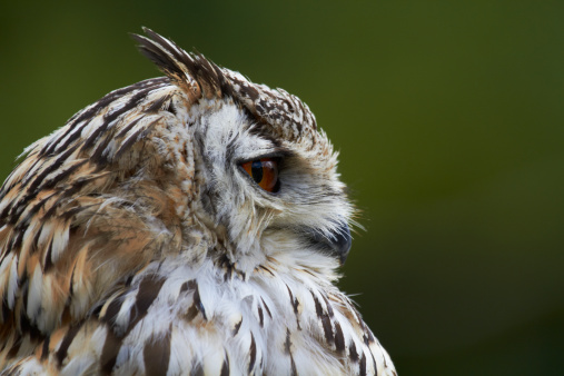 A captive Bengal Eagle owl close-up of head in profile