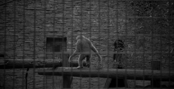 Back view of monkey walking on wood in cage, photographed in Shanghai Zoo