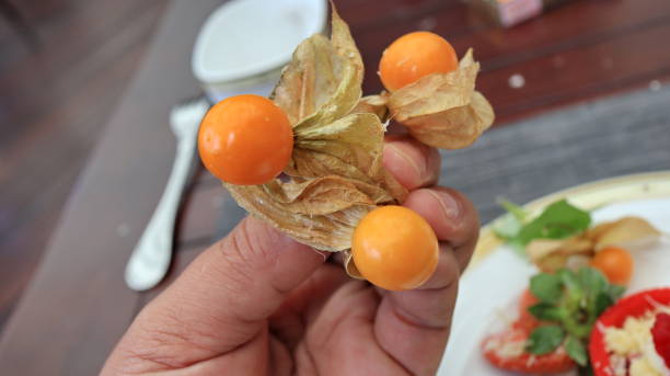The ciplukan fruit is ripe and ready to eat Ciplukan or Physalis fruit, the ripe and ready-to-eat is held by hand gooseberry cape winter cherry berry fruit stock pictures, royalty-free photos & images