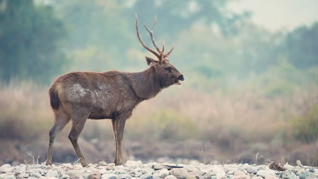 Male Sambar deer in an Indian National Park