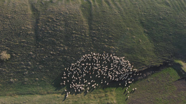 istock Sheep In The Mountain Aerial View 1477704158