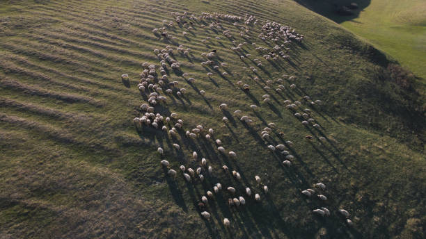istock Sheep In The Mountain Aerial View 1477704209