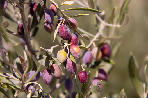 Olive tree in mediterranean area with growing olives and leaves at a farm before harvest