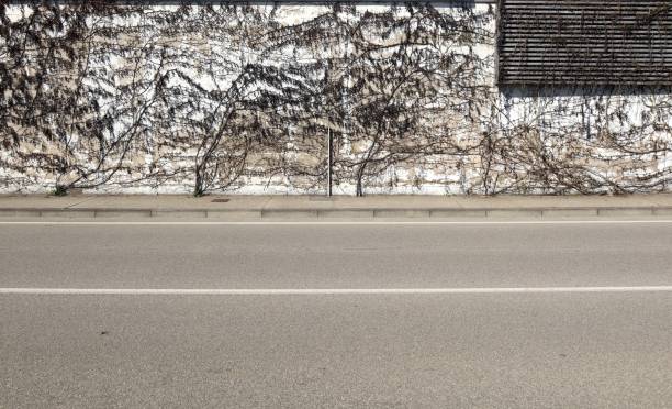 istock Grunge white wall covered with dry creeper plant. Pole on concrete sidewalk and two lane road in front. 1477707821