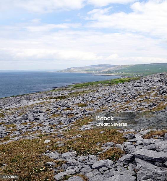 Burren Perto Derreen West Na Irlanda - Fotografias de stock e mais imagens de Beleza natural - Beleza natural, Condado de Clare, Flor