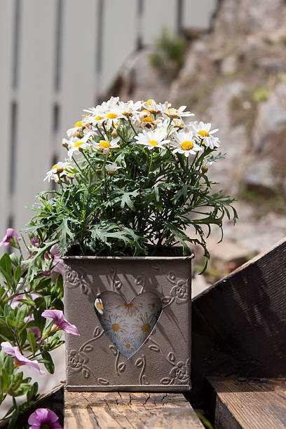 istock Marguerite daisy in sunshine 147771950
