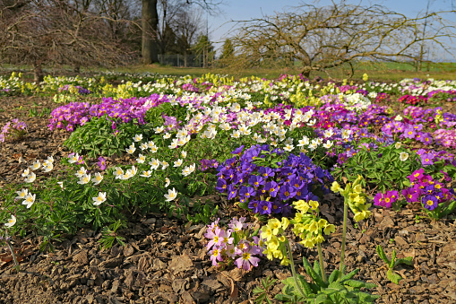 Colorful flowerbed with primroses, cowslips and wood anemone flowers (anemone nemorosa).