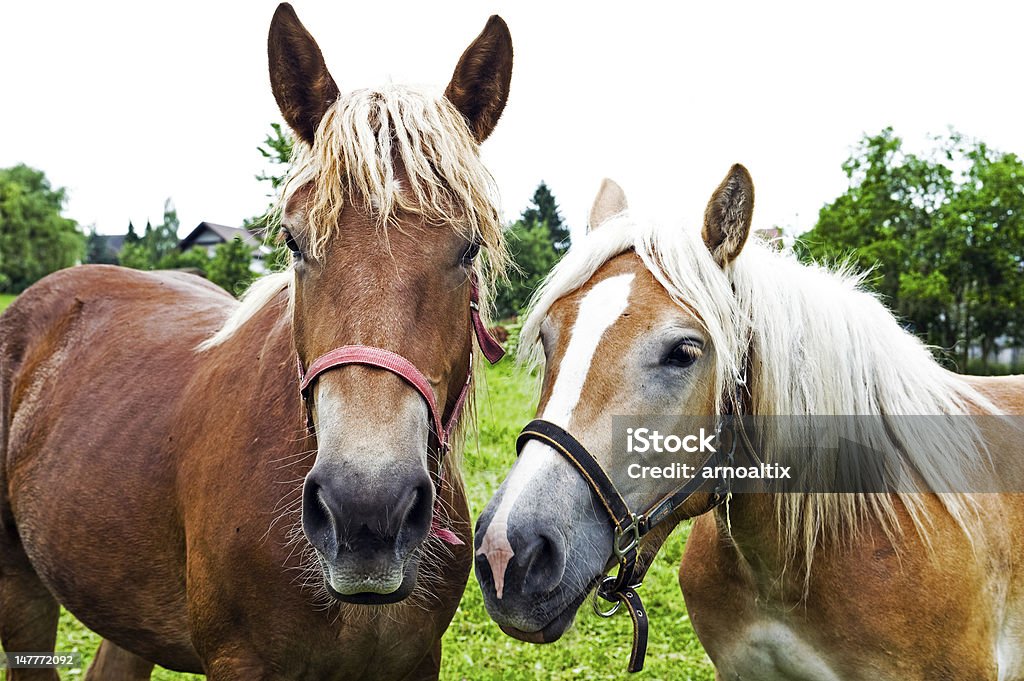 two horses haflinger- horses on the meadow Animal Stock Photo
