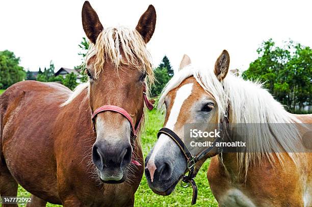 Two Horses Stock Photo - Download Image Now - Animal, Horizontal, Horse