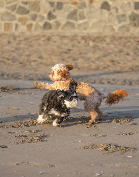 istock Two dogs playing on a sandy beach. Auckland. Vertical format. 1477722137