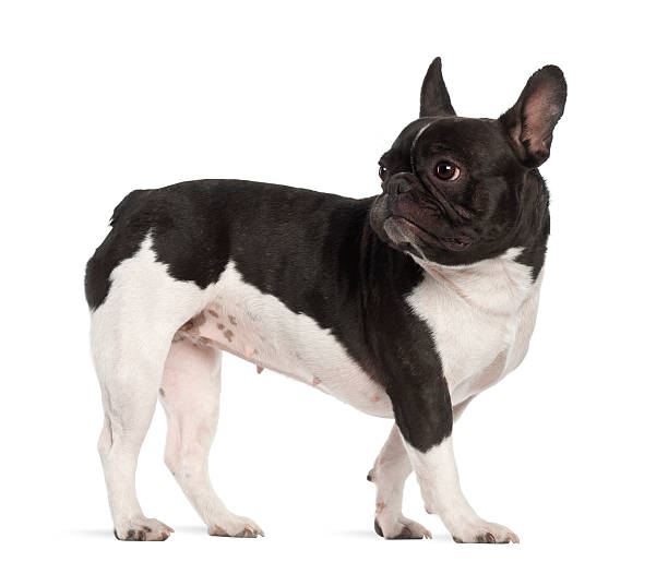 istock French Bulldog, 2 years old, standing against white background 147772300