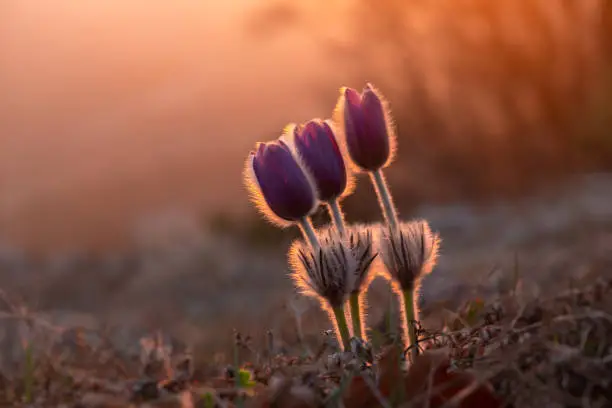 Dream-grass or Pulsatilla patens blooms in spring in the forest in the mountains. Close-up, natural spring background. Delicate fragile flowers in the rays of a pink sunset. Beautiful purple flowers