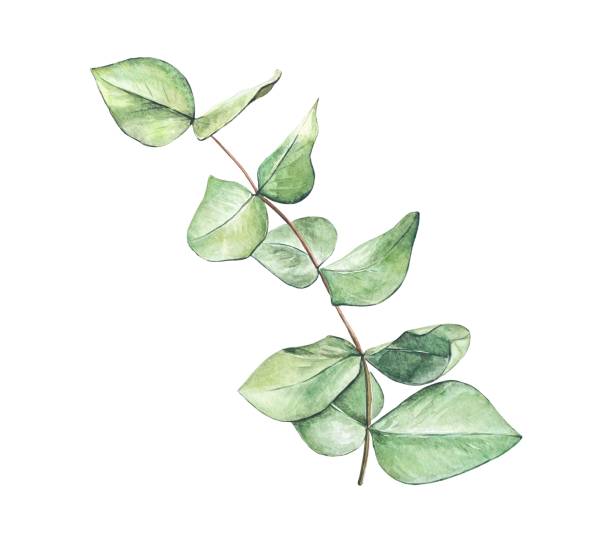 istock Hand drawn sprig of eucalyptus, watercolor illustration 1477723088