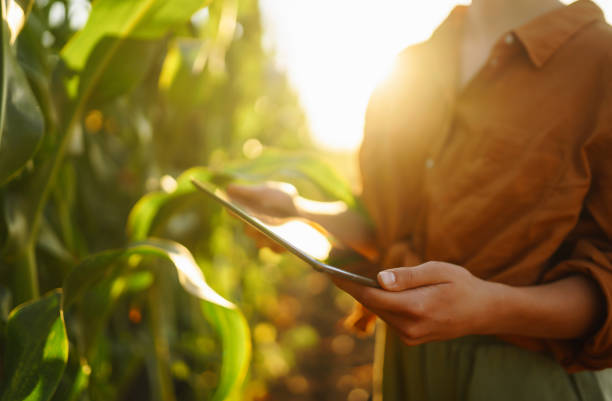 istock Smart farm. Farmer female standing in corn field with tablet. 1477723909