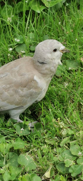 istock old pigeon with worn feathers 1477724104