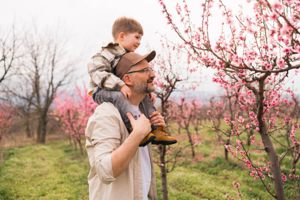istock Father carrying toddler son on shoulders, while looking at the blossomed tree 1477727285