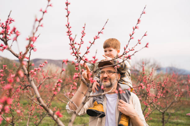istock Father carrying toddler son on shoulders, while looking at the blossomed tree 1477727355