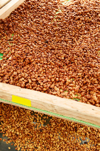 istock Close up of coffee beans drying 1477727469