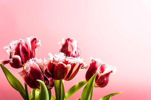 Flower, blossom, spring, close-up