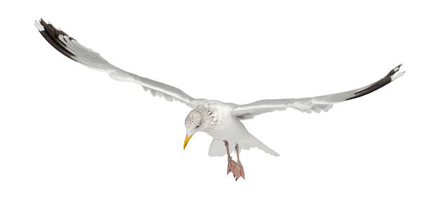 European Herring Gull, Larus argentatus, 4 years old, flying