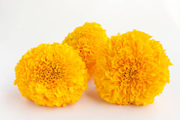 Beautiful yellow marigold flowers on white background