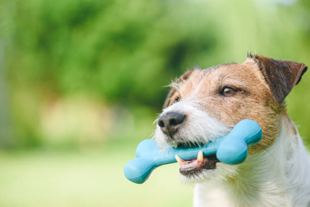 zbliżenie portret psa trzymającego gumową kość na zewnątrz - puppy dog toy outdoors zdjęcia i obrazy z banku zdjęć