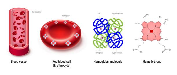 ilustrações, clipart, desenhos animados e ícones de estrutura do vaso sanguíneo, glóbulos vermelhos, molécula de hemoglobina e grupo heme b. grupos hemes e subunidades, átomos de ferro e molécula de oxigênio. - célula alfa