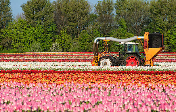 tulip stock photo