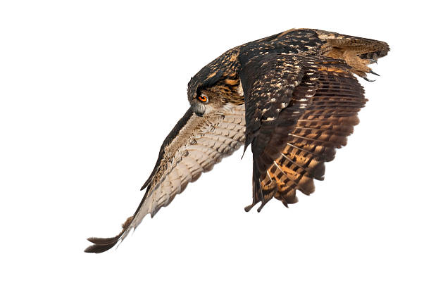 istock Eurasian Eagle-Owl, 15 years old, flying against white background 147773184