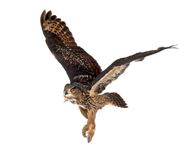 Eurasian Eagle-Owl, 15 years old, flying against white background