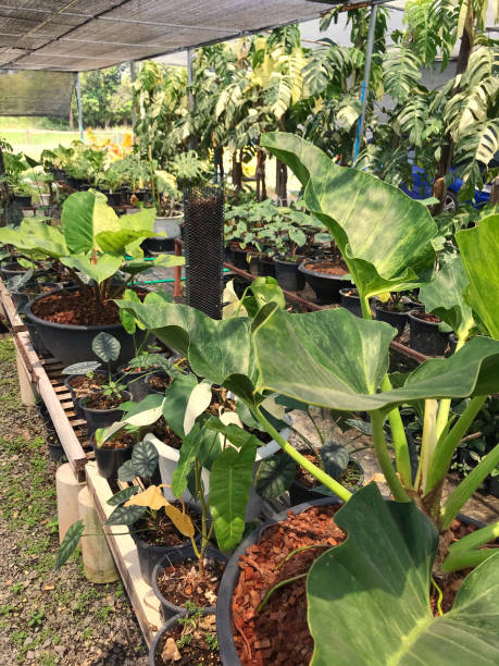 istock Foliage plants in the garden. 1477733112