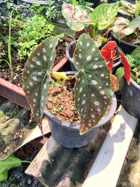 Begonia maculata plant in a pot. - fotografia de stock