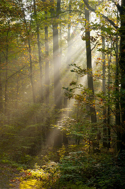 sunbeams stock photo