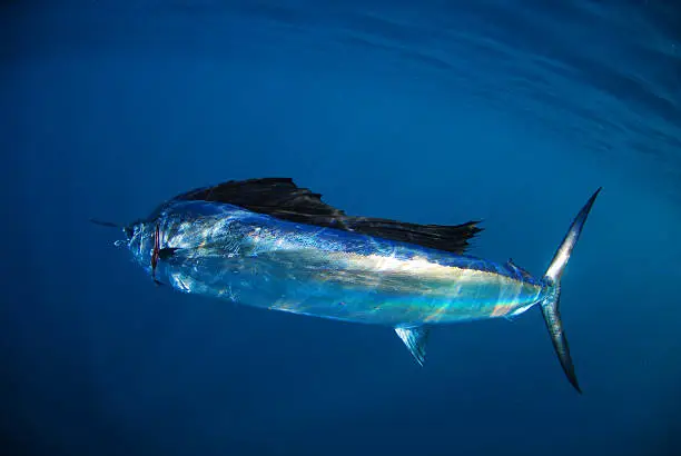 sailfish swimming underwater in Atlantic ocean in its natural habitat