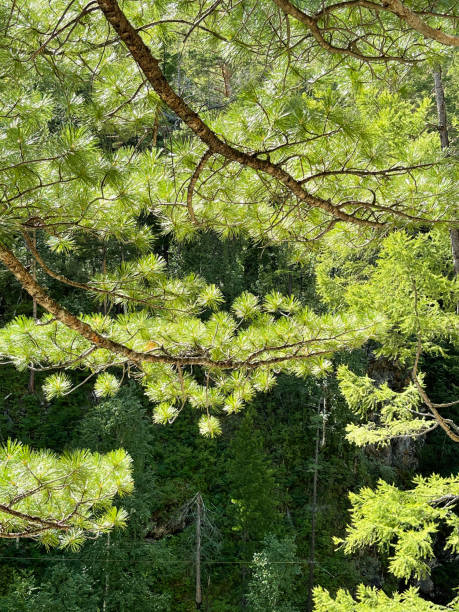 istock Cedar branches in the rays of sunlight 1477735651