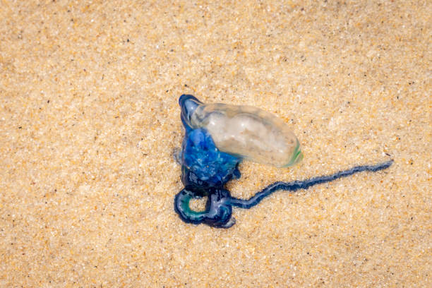 istock Bluebottle stranded on a beach, Narooma, NSW, January 2023 1477735975