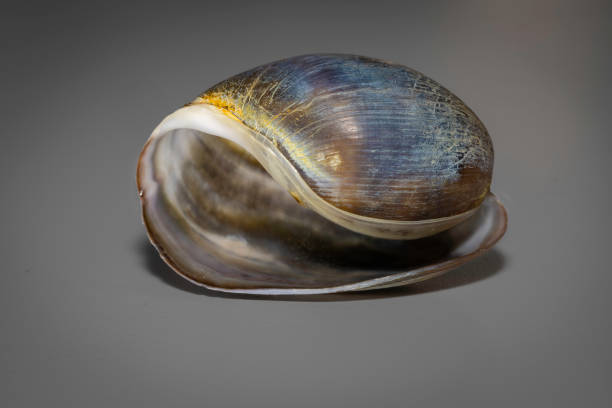 istock Brown Bubble Shell (Bulla quoyii), Narooma, NSW, January 2023 1477736210