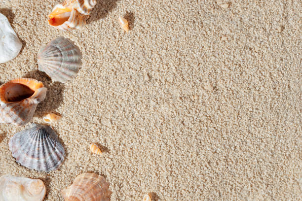 istock Hot summer vacation, travel background, diverse various sea shells on neutral beige beach sand texture, flat lay, copy space 1477736582