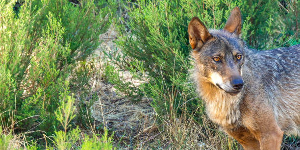 istock Iberian Wolf, Zamora, Spain 1477738003