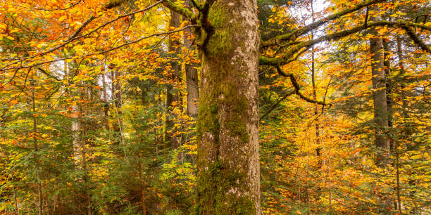 istock Autumn Mixed Forest, Oberammergau, Germany 1477738464