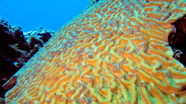 istock Brain Coral, Isla de la Juventud, Cuba 1477738856