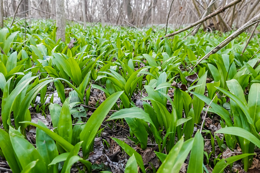 frest healthy wild garlic for cooking in the forest