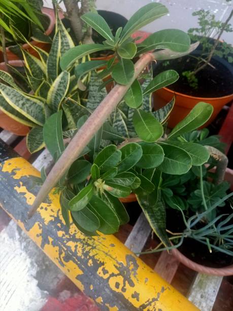istock Desert rose plant in a pot 1477739771
