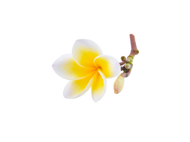 istock frangipani flower isolated white background 1477740986