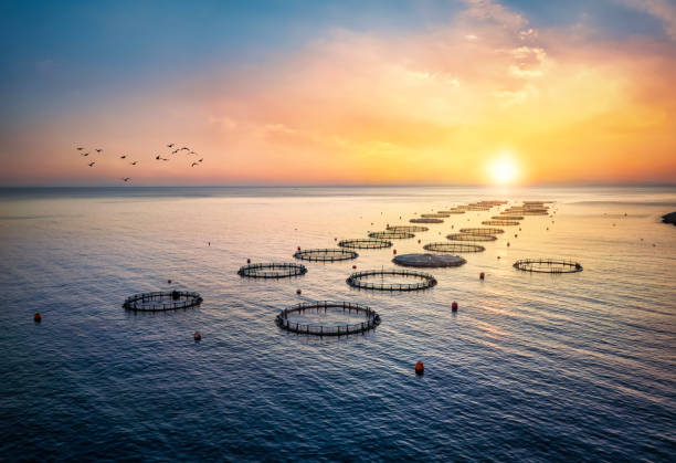 vue aérienne à angle élevé du coucher de soleil d’une ferme piscicole au large de la côte - aquaculture photos et images de collection