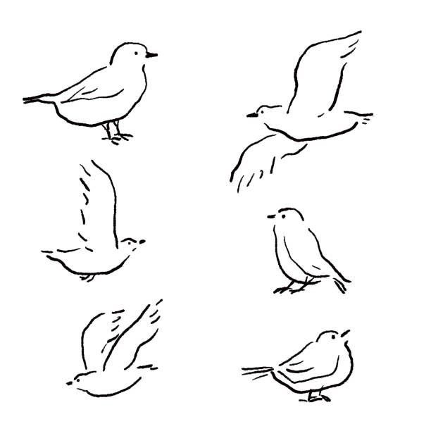 набор для рисования векторных линий птиц - tree sparrow stock illustrations