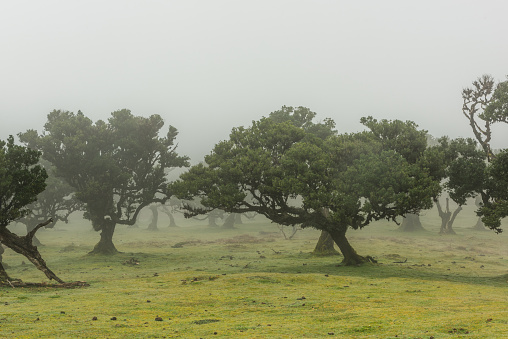 Fanal Forest in Madeira. Portugal. UNESCO park with ancient laurel trees at foggy mist weather