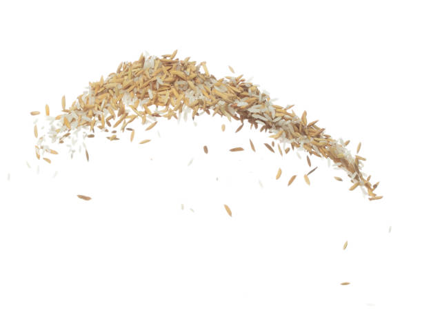 istock Paddy Rice grain fly in mid air. Yellow Golden Paddy Rice falling scatter, explosion float in shape form line group. White background isolated freeze motion high speed shutter 1477746857