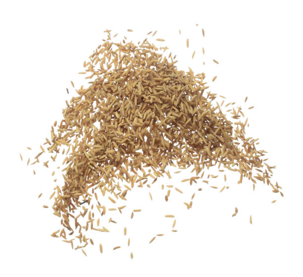 istock Paddy Rice grain fly in mid air. Yellow Golden Paddy Rice falling scatter, explosion float in shape form line group. White background isolated freeze motion high speed shutter 1477747686