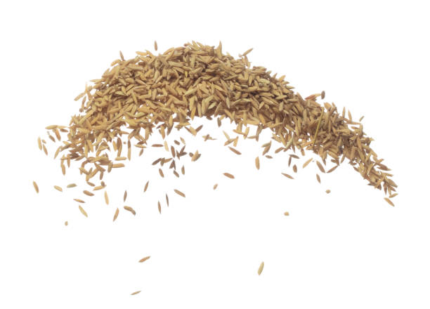 istock Paddy Rice grain fly in mid air. Yellow Golden Paddy Rice falling scatter, explosion float in shape form line group. White background isolated freeze motion high speed shutter 1477751085